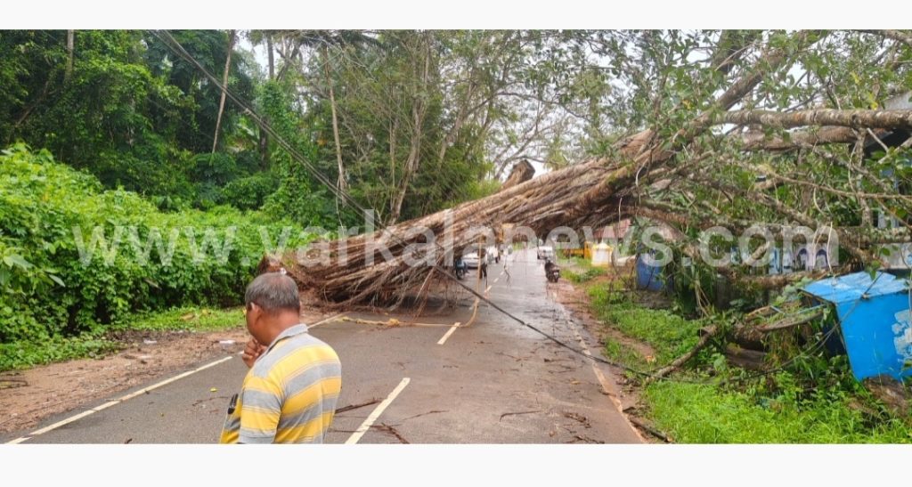 ശക്തമായ കാറ്റിൽ ചെറുന്നിയൂരിൽ വൻ അരയാൽ കടപുഴകി; മരം നീക്കാൻ മണിക്കൂറുകളായി ശ്രമം